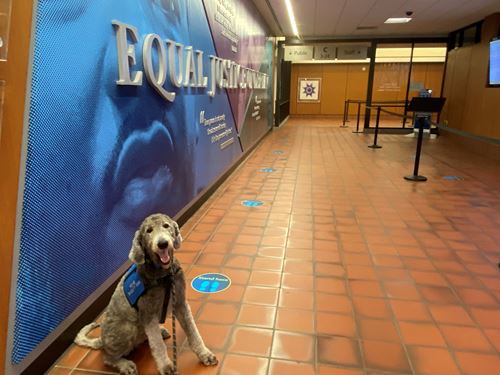 Barrett Courthouse Facility Dog 