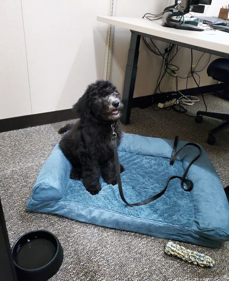 Barrett the Emotional Support Dog for the Hennepin County Attorney's Office 