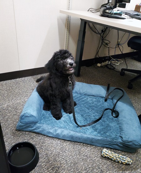Barrett the Emotional Support Dog for the Hennepin County Attorney's Office